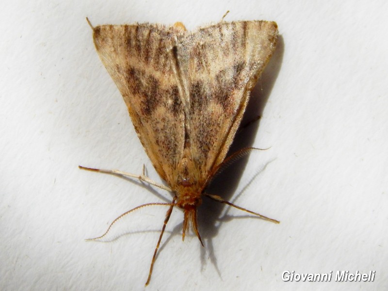 Serie di Falene da ID/confermare